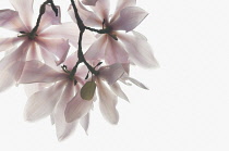 Magnolia, Magnolia sprengeri 'Diva'.