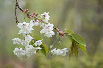 Cherry, Prunus 'Ukon'.