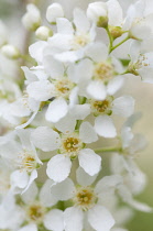 Bridalwreath, Spiraea arguta.