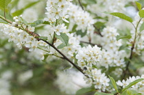 Bridalwreath, Spiraea arguta.