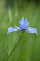 Iris, Iris sibirica 'Canonbury Belle'.