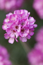 Thrift, Sea pink, Armeria maritima 'Rubrifolia'.