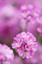 Thrift, Sea pink, Armeria maritima 'Rubrifolia'.