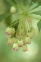 Redveinenkianthus, Enkianthus campanulatus.