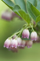 Redveinenkianthus, Enkianthus campanulatus.