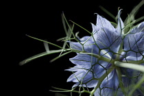 Love-in-a-mist, Nigella damascena.