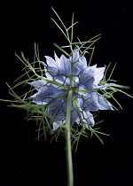 Love-in-a-mist, Nigella damascena.