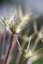 Allium, Allium cristophii.