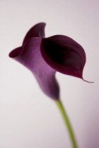 Lily, Arum lily, Calla lily, Zantedeschia aethiopica.