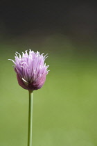 Chive, Allium schoenoprasum.