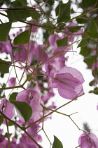 Bougainvillea.