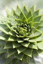 Houseleek, Sempervivum.