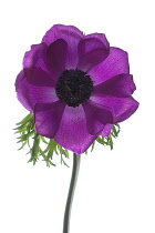 Anemone, Anemone coronaria.