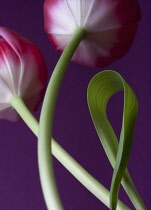 Tulip, Tulipa.