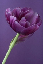 Tulip, Tulipa.