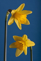 Daffodil, Narcissus 'Tete-a-Tete'.