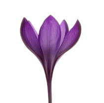 Crocus, Crocus vernus.