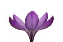 Crocus, Crocus vernus.