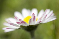 Daisy, Lawn daisy, Bellis perennis.