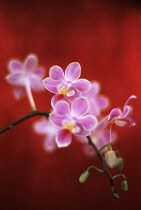 Orchid, Moth orchid, Phalaenopsis.