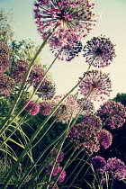 Allium.