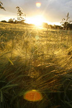 Barley, Hordeum.