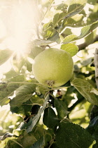 Apple, Malus domestica 'Granny Smith'.