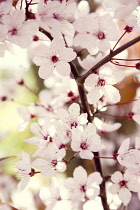 Cherry Plum, Prunus cerasifera.