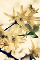 Forsythia, Forsythia.