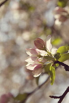 Apple, Malus domestica.