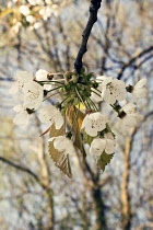 Cherry, Prunus.