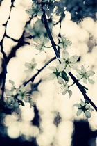 Blackthorn, Sloe, Prunus spinosa.