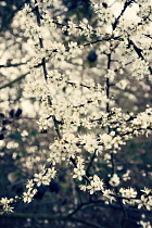 Blackthorn, Sloe, Prunus spinosa.