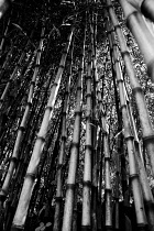 Bamboo, Bambusa.