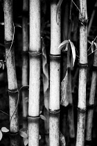 Bamboo, Bambusa.