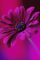 Osteospermum, Cape Daisy.