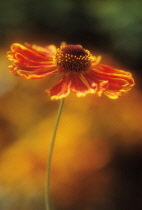 Helen's Flower, Sneezeweed, Helenium 'Indian Summer'.