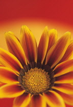 Treasureflower, Gazania.