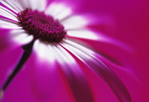 Cineraria, Pericallis hybrid.