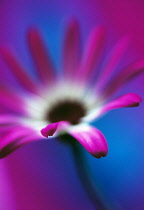 Cineraria, Pericallis hybrid.