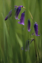 Bluebell, Hyacinthoides.