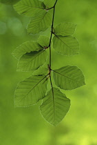 Beech, Fagus sylvatica.