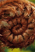 Fern, Bracken, Pteridium aquilinum.