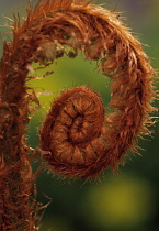 Fern, Bracken, Pteridium aquilinum.