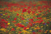 Poppyfield, Papaver rhoeas.