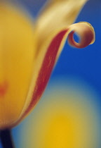 Tulip, Tulipa.