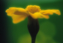 Marigold, French marigold, Tagetes.