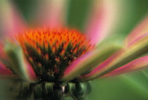 Echinacea, Purple coneflower, Echinacea purpurea.