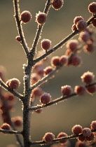 Holly, Ilex verticillata.