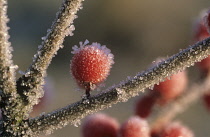 Holly, Ilex verticillata.